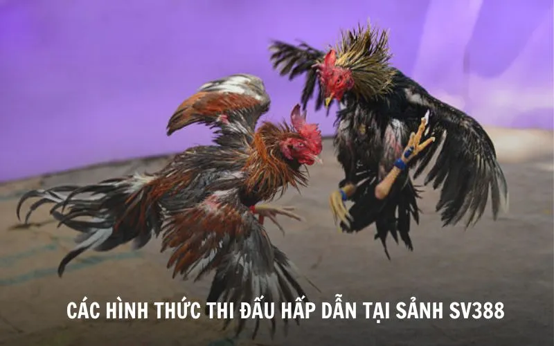 Khám phá các hình thức thi đấu hấp dẫn tại sảnh SV388