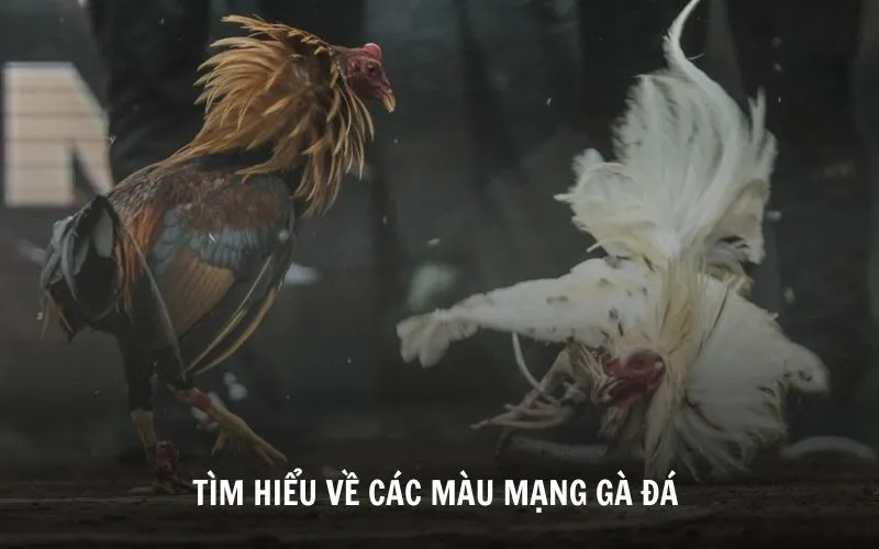 Các màu mạng gà đá khác nhau