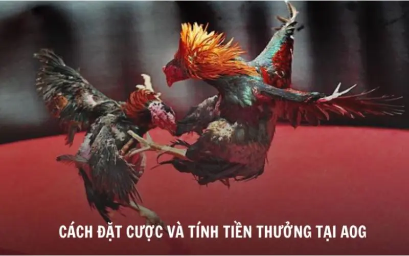 Hướng dẫn đặt cược và tính toán tiền thưởng tại sảnh AOG