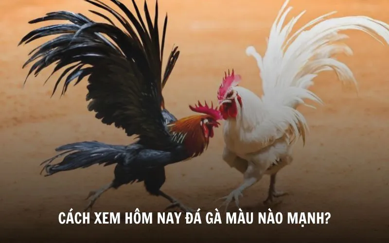 Xem hôm nay đá gà màu nào mạnh cực chuẩn