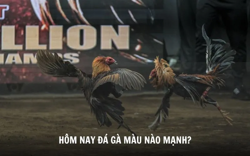 hôm nay đá gà màu nào mạnh