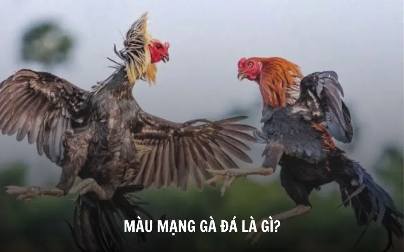 Hiểu rõ về màu mạng gà đá là gì?