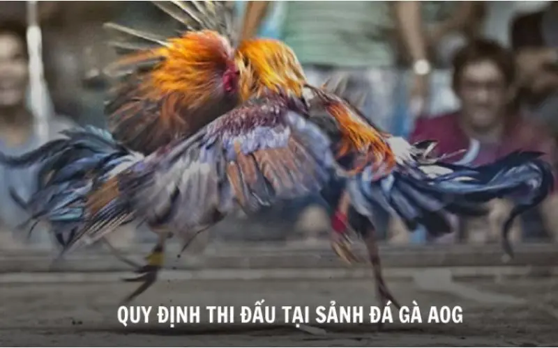 Quy định thi đấu tại sảnh đá gà AOG