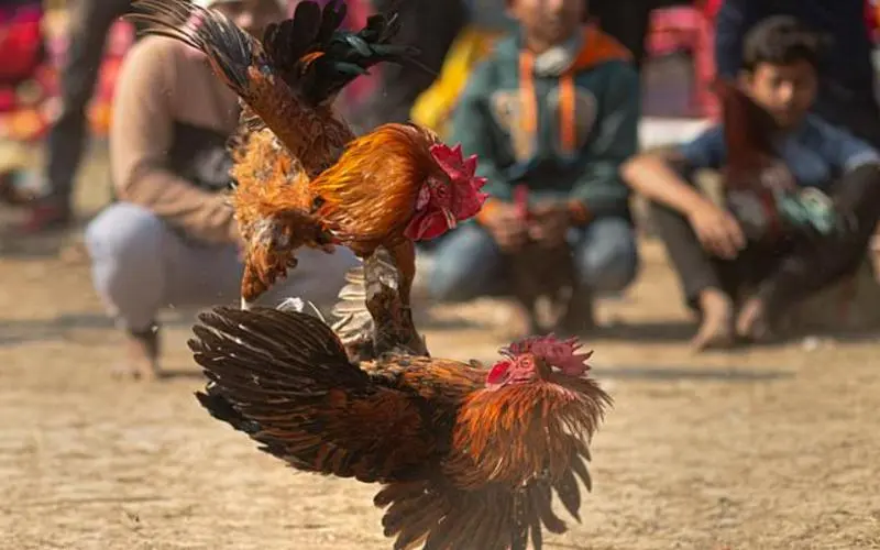 sảnh đá gà aog