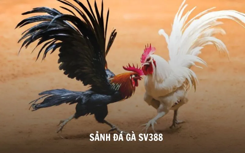 sảnh đá gà sv388