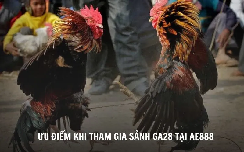 Sảnh Đá Gà GA28 - Sân Chơi Chọi Gà Trực Tuyến Mới Lạ Một số điểm vượt trội khi tham gia sảnh GA28 tại AE888