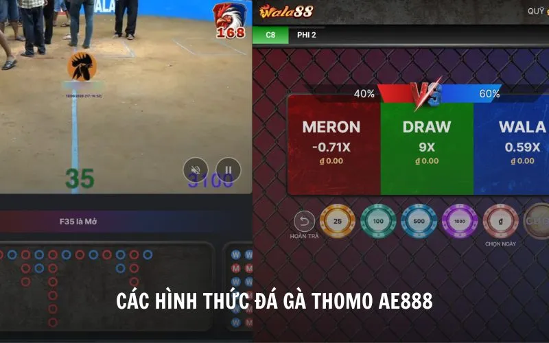 Đá Gà Thomo AE888 - Trực Tiếp Đá Gà Uy Tín, Chất Lượng HD Khám phá các hình thức đá gà Thomo phổ biến nhất tại AE888