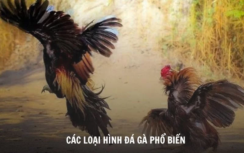 Đá Gà Trực Tiếp Là Gì? Các Sảnh Đá Gà HOT nhất hiện nay Chinh phục các kèo cược từ nhiều loại hình đá gà phổ biến