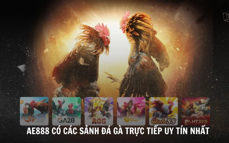 Đá Gà Trực Tiếp Là Gì? Các Sảnh Đá Gà HOT nhất hiện nay Khám phá các sảnh đá gà trực tiếp HOT nhất hiện nay