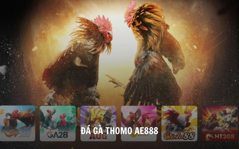 đá gà thomo ae888