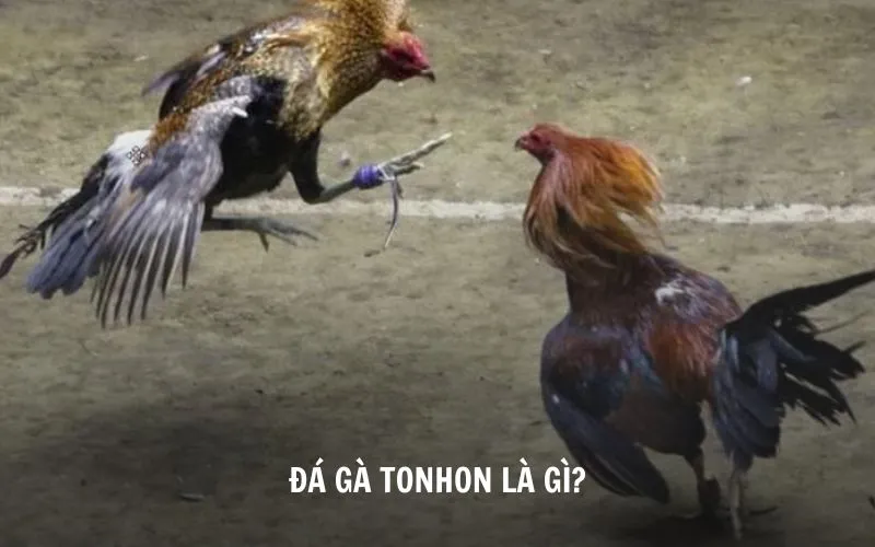 Tìm hiểu về đá gà Tonhon là gì?