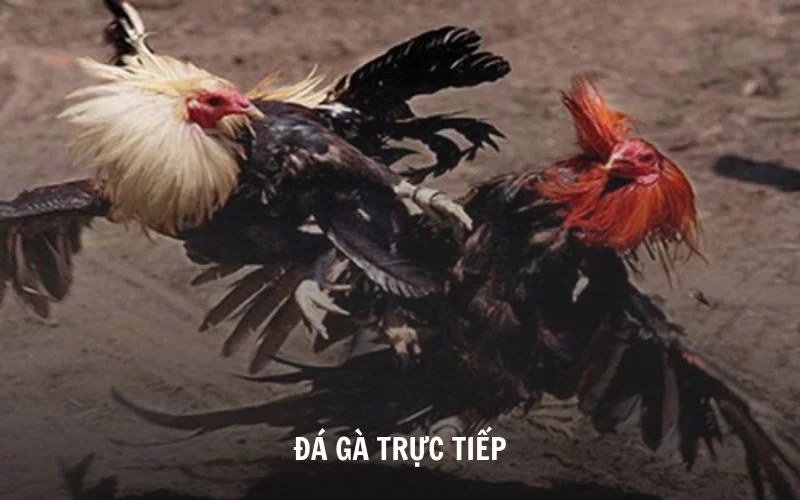 đá gà trực tiếp