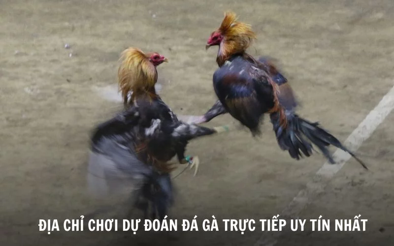 Đá Gà Trực Tiếp Là Gì? Các Sảnh Đá Gà HOT nhất hiện nay địa chỉ chơi dự đoán đá gà trực tiếp uy tín