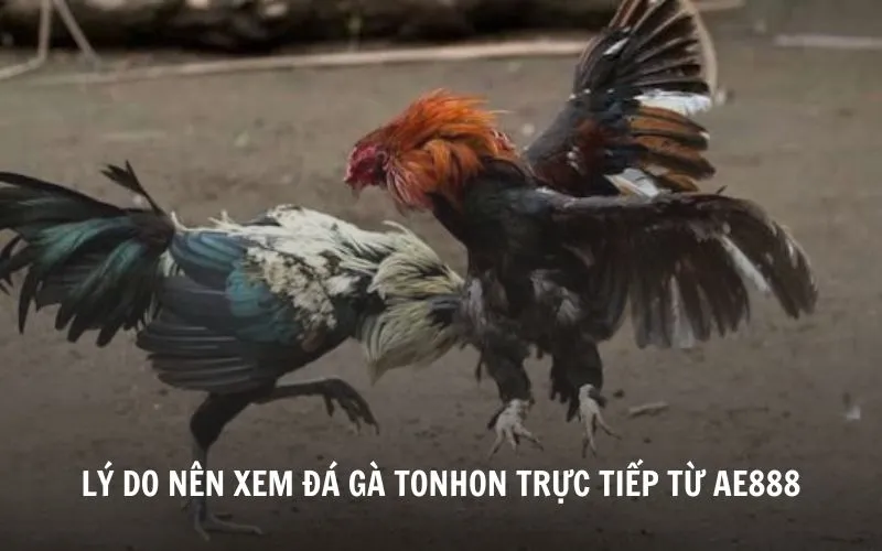 Lý do nên xem trực tiếp đá gà Tonhon tại nhà cái AE888