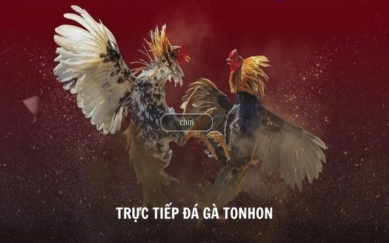 trực tiếp đá gà tonhon