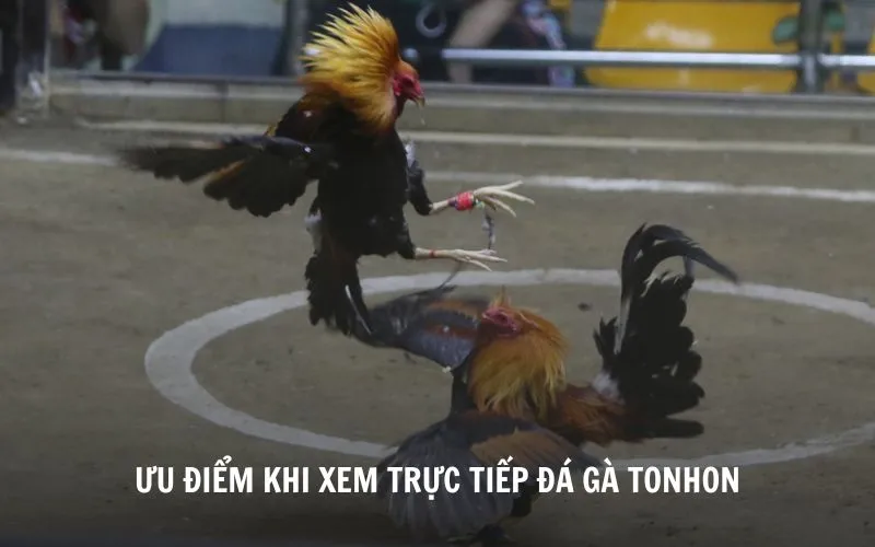 Những ưu điểm khi xem trực tiếp đá gà Tonhon